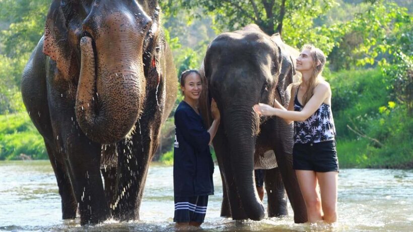 Best Elephant Sanctuary Chiang Mai: A Journey to Ethical Wildlife Encounters