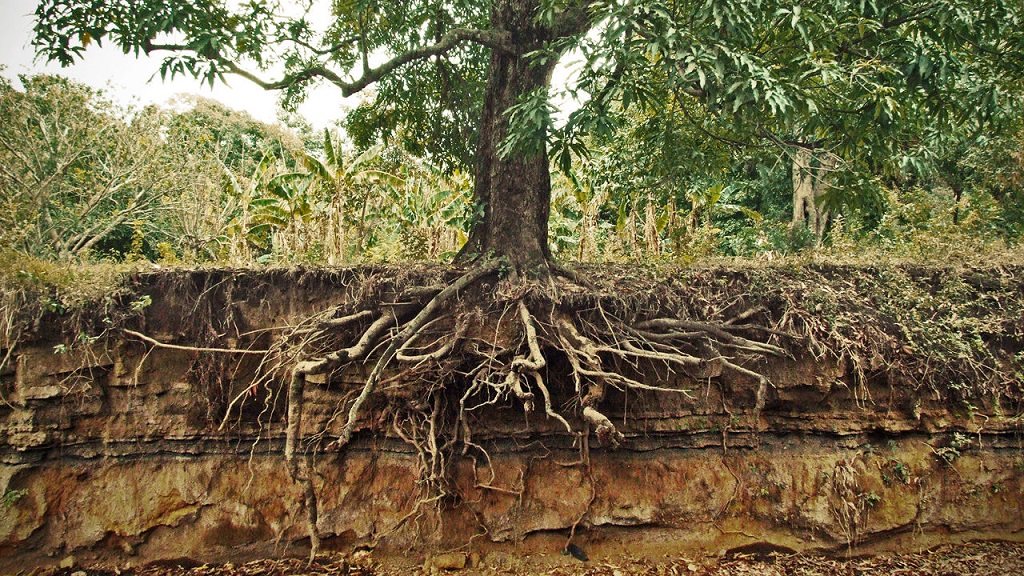 Human Utilization Of Uprooted Trees
