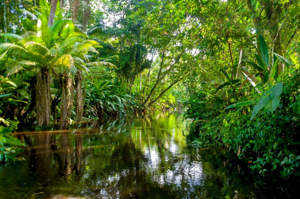 The Amazon Rainforest: A Jungle Adventure in Peru