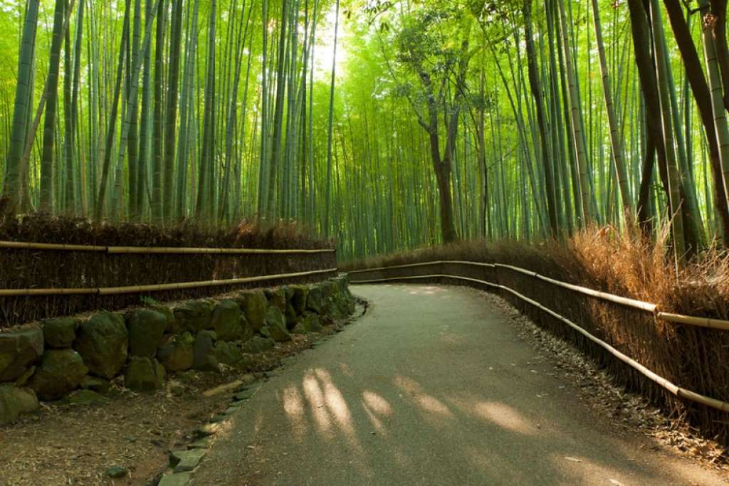 Wander Through Arashiyama Bamboo Grove