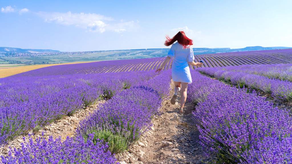 Vibrant lavender fields in full bloom on Valensole Plateau during a south of France itinerary trip.